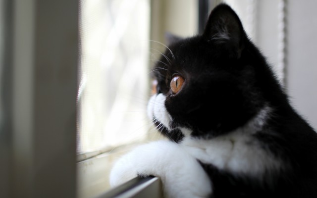 Cats. Desktop wallpaper