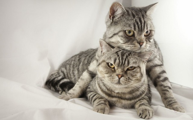 Cats. Desktop wallpaper
