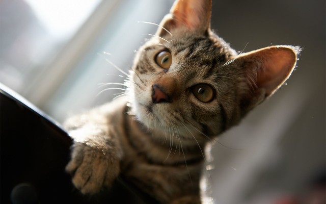 Cats. Desktop wallpaper