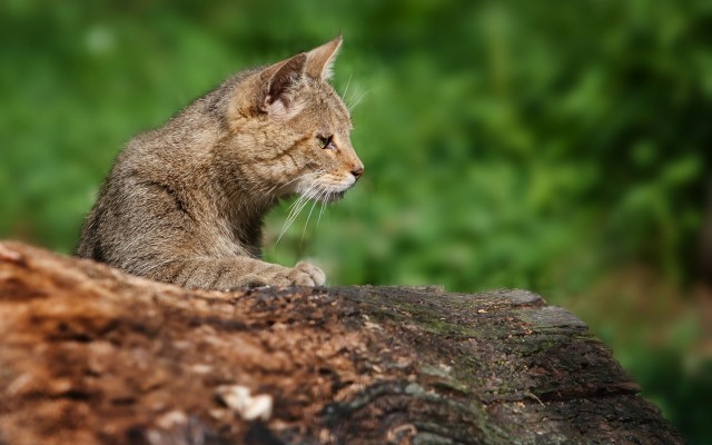Cats. Desktop wallpaper