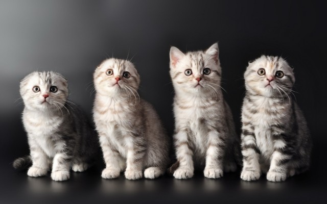 Cats. Desktop wallpaper