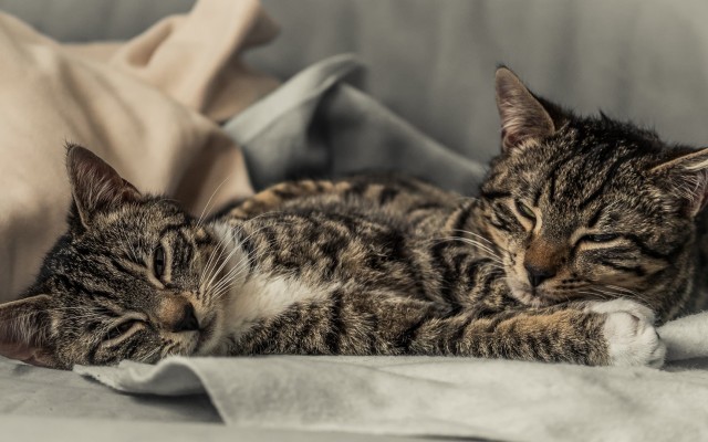 Cats. Desktop wallpaper