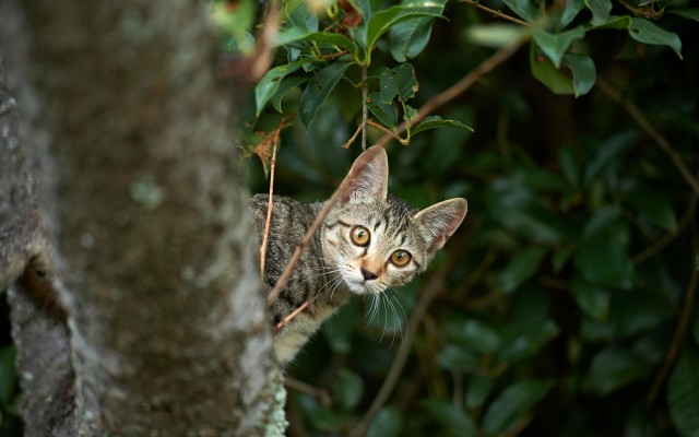 Cats. Desktop wallpaper