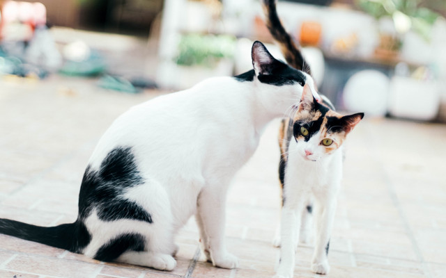 Cats. Desktop wallpaper