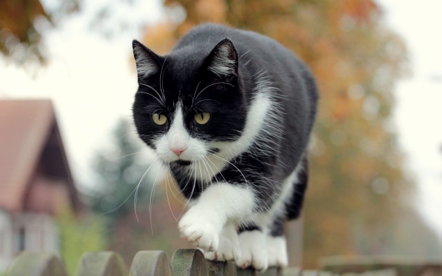 Cats. Desktop wallpaper