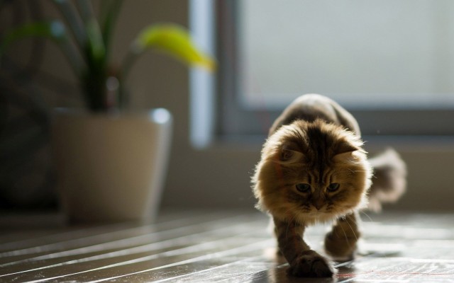 Cats. Desktop wallpaper