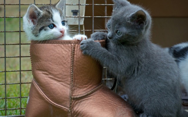 Cats. Desktop wallpaper
