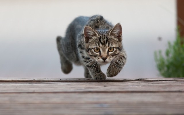 Cats. Desktop wallpaper