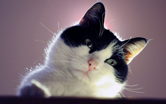 Cats. Desktop wallpaper
