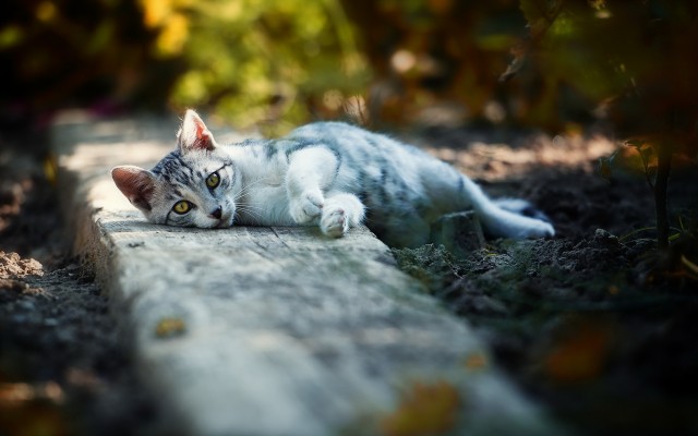 Cats. Desktop wallpaper