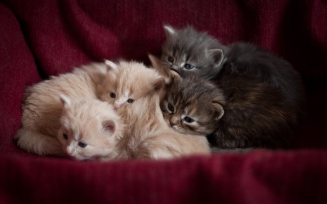 Cats. Desktop wallpaper