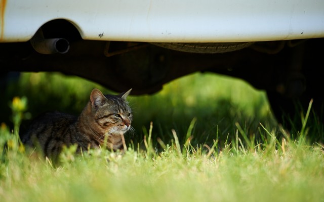 Cats. Desktop wallpaper