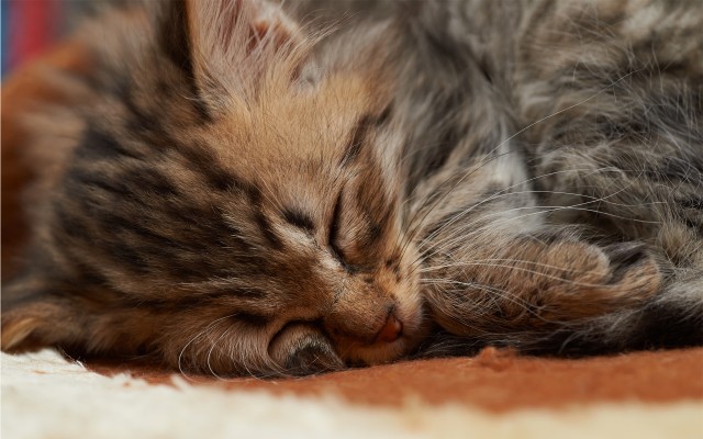Cats. Desktop wallpaper