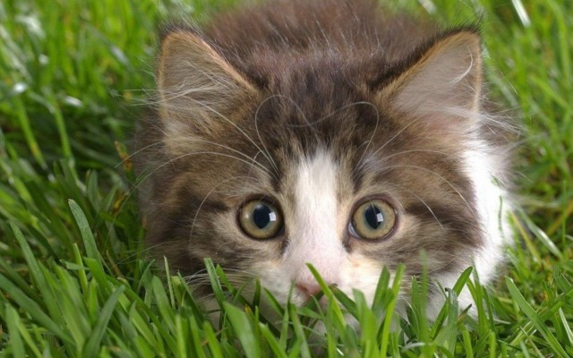 Cats. Desktop wallpaper