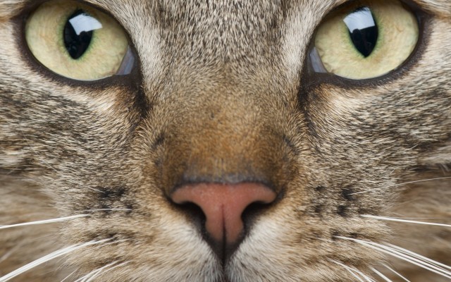 Cats. Desktop wallpaper
