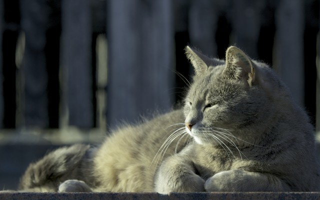 Cats. Desktop wallpaper