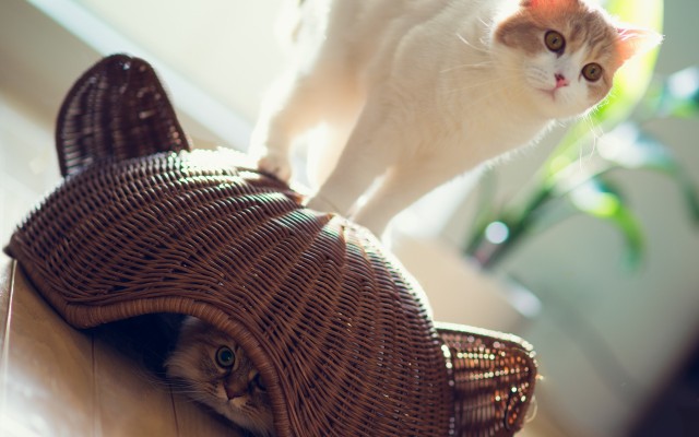 Cats. Desktop wallpaper