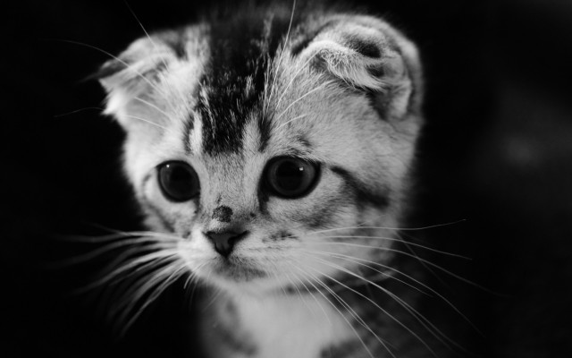 Cats. Desktop wallpaper