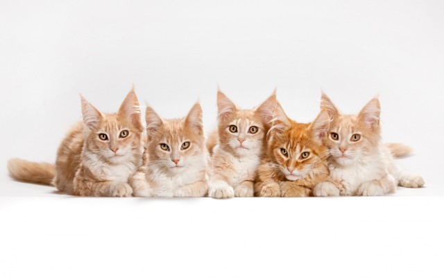 Cats. Desktop wallpaper