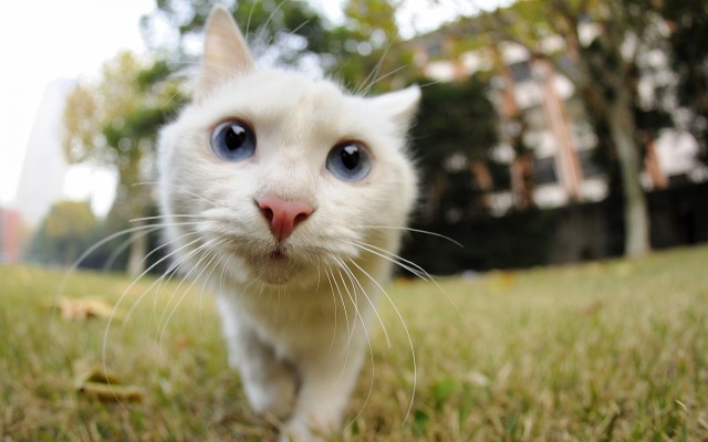 Cats. Desktop wallpaper