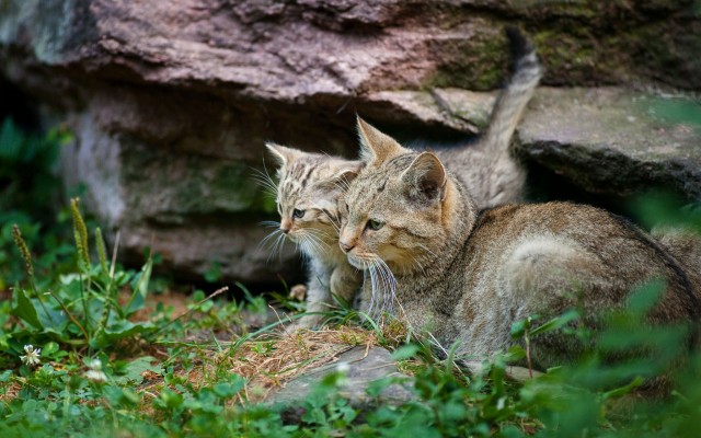 Cats. Desktop wallpaper
