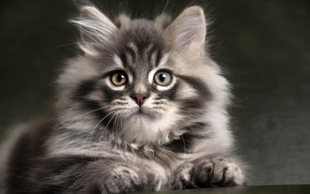 Cats. Desktop wallpaper
