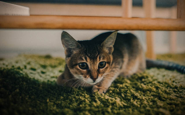 Cats. Desktop wallpaper