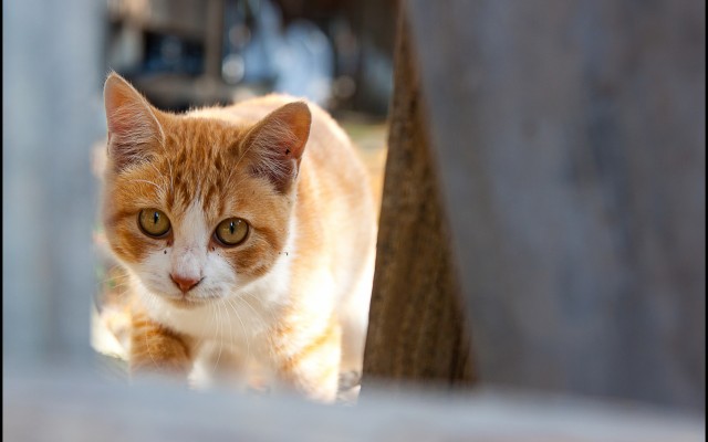 Cats. Desktop wallpaper