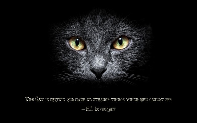 Cats. Desktop wallpaper
