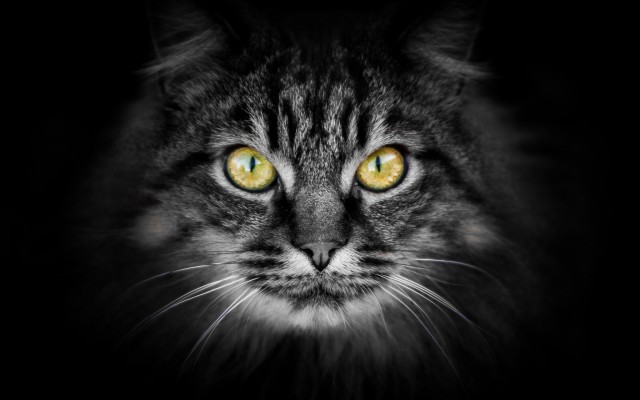 Cats. Desktop wallpaper