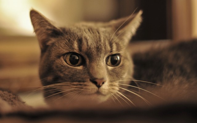 Cats. Desktop wallpaper