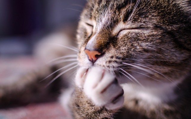Cats. Desktop wallpaper