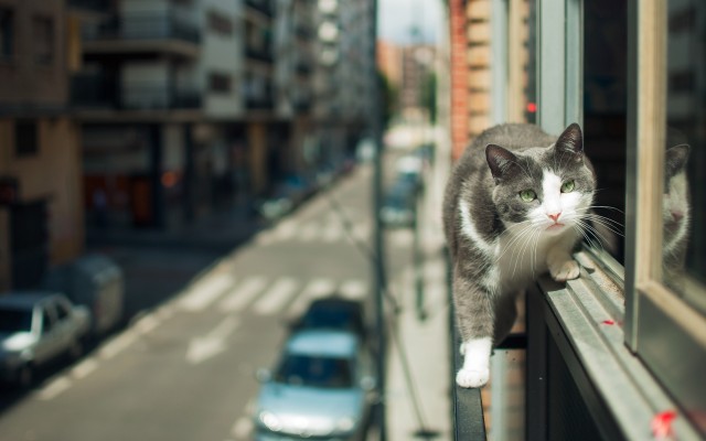 Cats. Desktop wallpaper