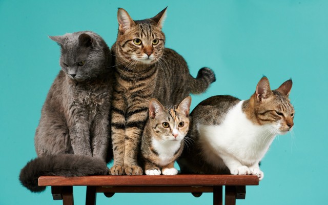 Cats. Desktop wallpaper