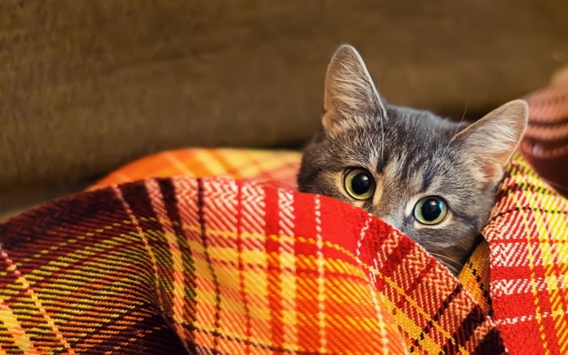 Cats. Desktop wallpaper