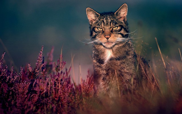 Cats. Desktop wallpaper