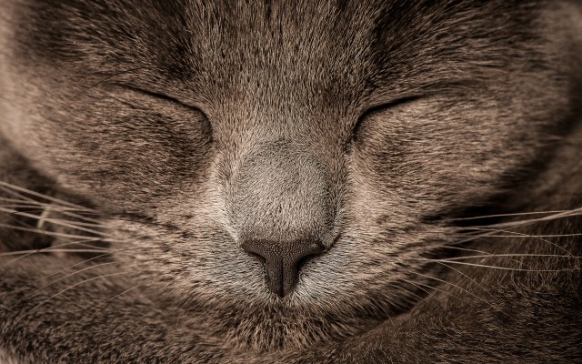 Cats. Desktop wallpaper