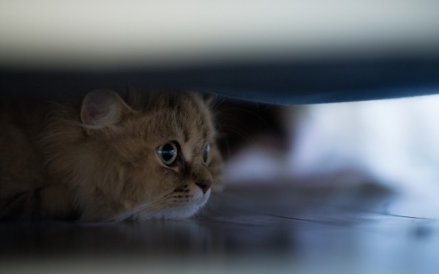 Cats. Desktop wallpaper