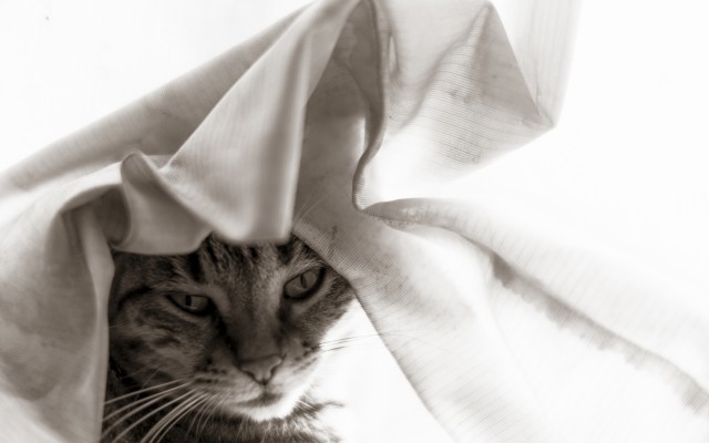 Cats. Desktop wallpaper