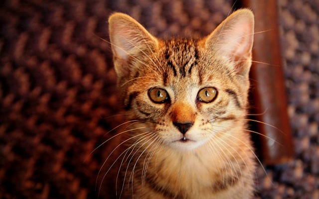Cats. Desktop wallpaper