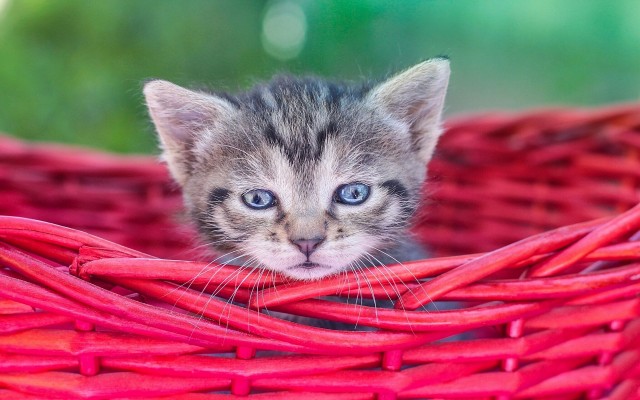 Cats. Desktop wallpaper