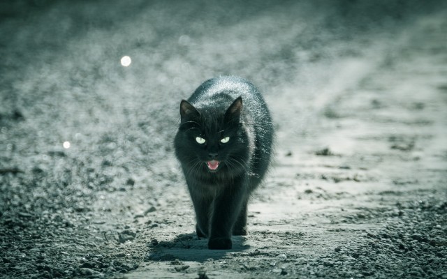 Cats. Desktop wallpaper