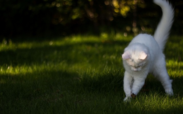 Cats. Desktop wallpaper