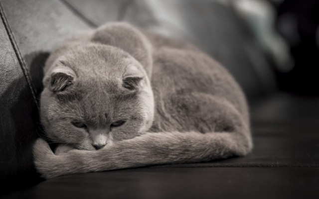 Cats. Desktop wallpaper