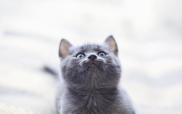 Cats. Desktop wallpaper