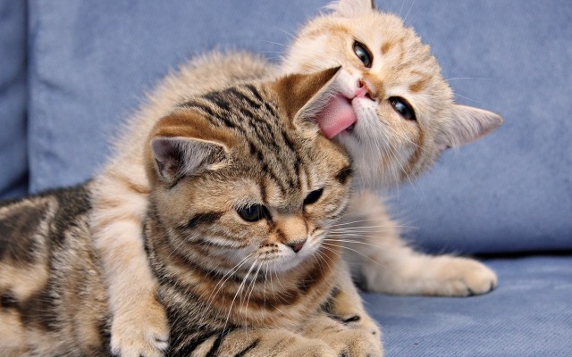 Cats. Desktop wallpaper