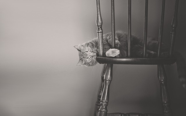Cats. Desktop wallpaper