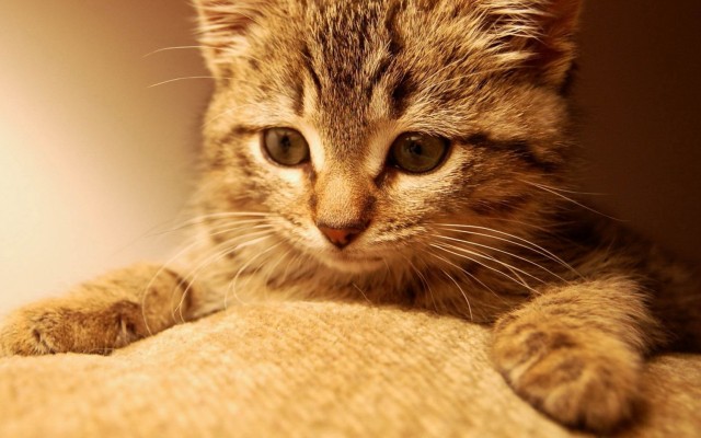 Cats. Desktop wallpaper