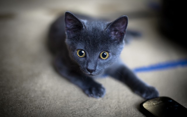 Cats. Desktop wallpaper