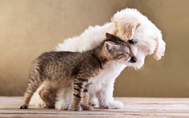 Cats. Desktop wallpaper